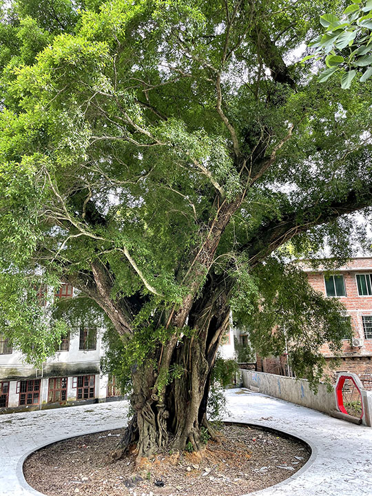 连南县历史遗迹 大树