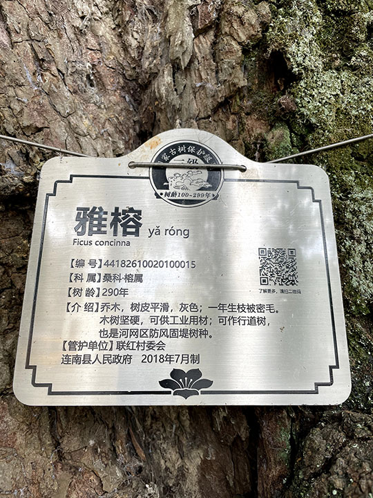 雅榕 乔木 联红村委会