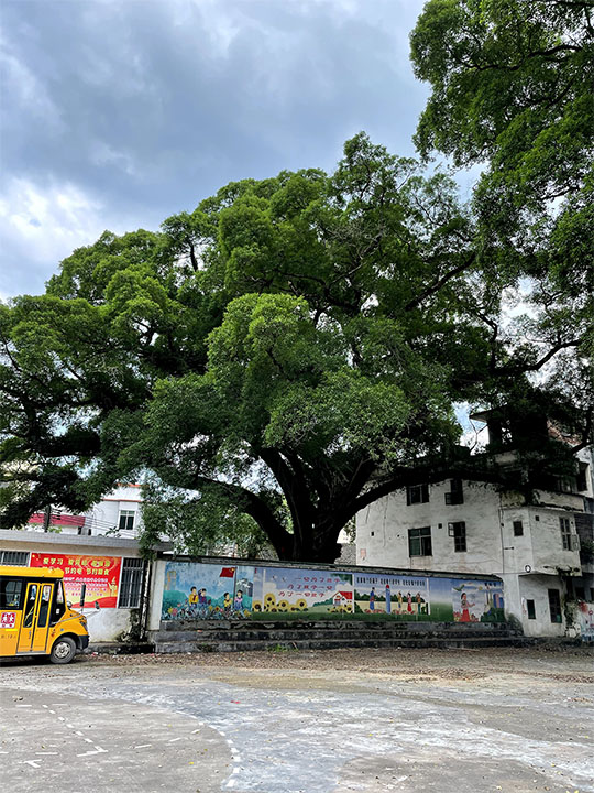 连南 大树 一切为了孩子