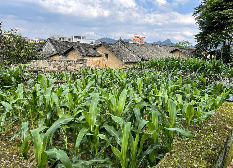 连南 乡村 金坑村 农村 房屋