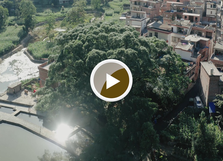 连南县大麦山镇白芒村古榕树