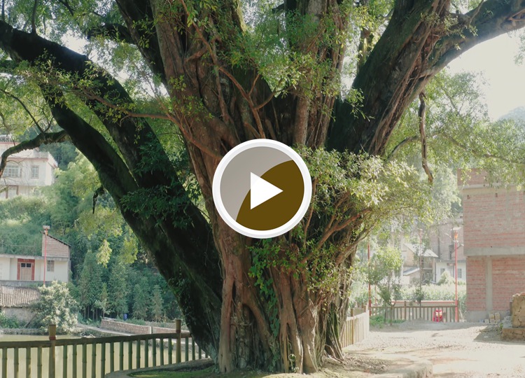 连南县大麦山镇白芒村古榕树