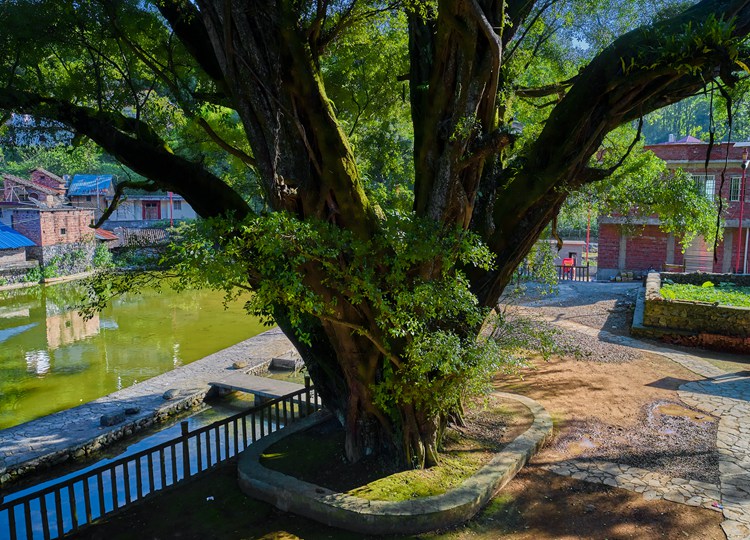 连南县大麦山镇白芒村古榕树