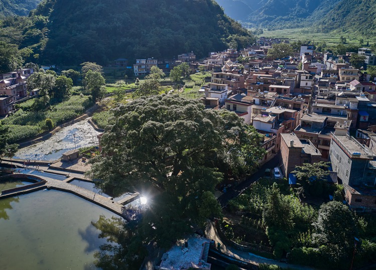 连南县大麦山镇白芒村古榕树