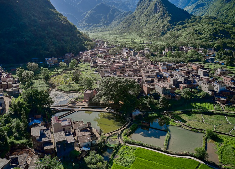连南县大麦山镇白芒村古榕树