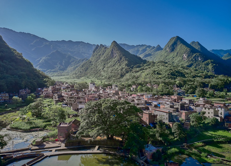 连南县大麦山镇白芒村古榕树