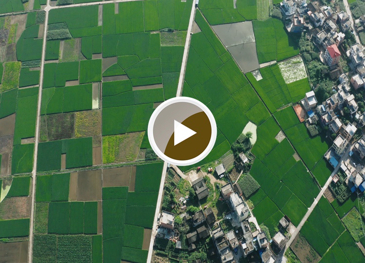 连南县三江镇的水稻田