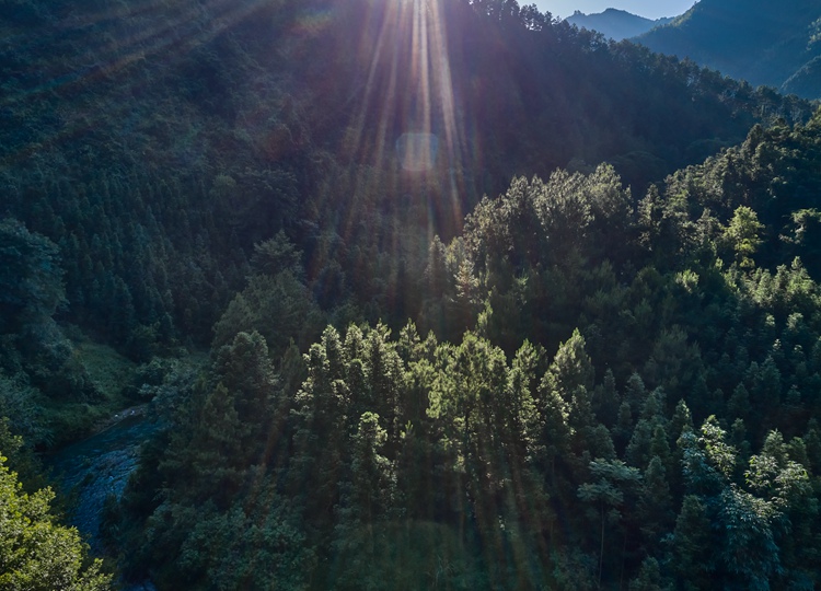 连南县三江镇金坑村，郁郁葱葱的林海