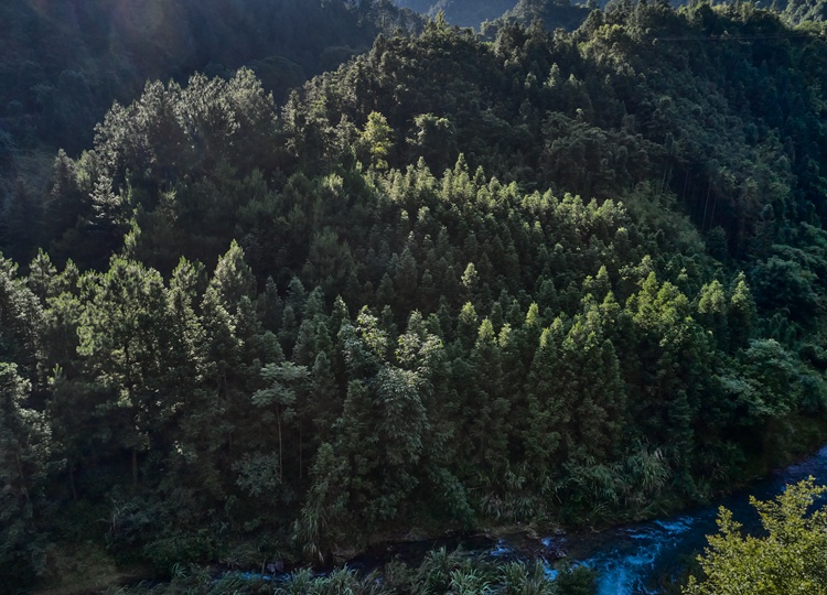 连南县三江镇金坑村，郁郁葱葱的林海