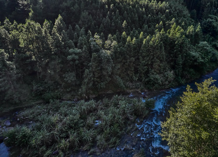 连南县三江镇金坑村，郁郁葱葱的林海