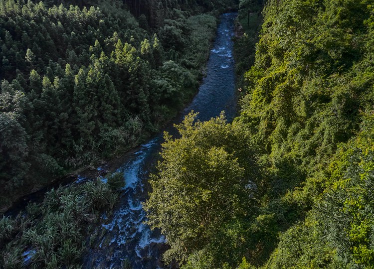 连南县三江镇金坑村，郁郁葱葱的林海