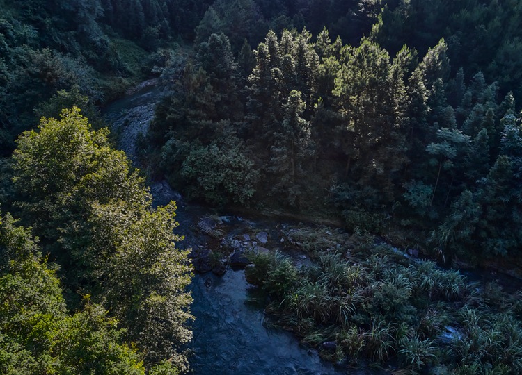 连南县三江镇金坑村，郁郁葱葱的林海