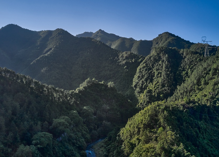 连南县三江镇金坑村，郁郁葱葱的林海