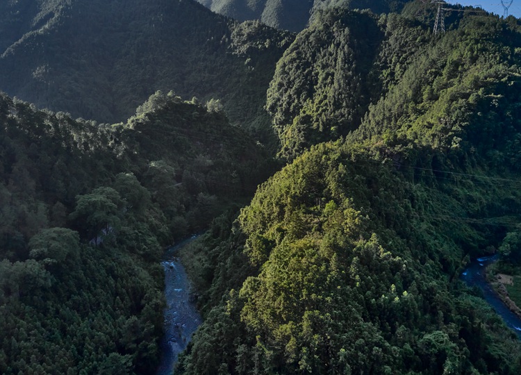 连南县三江镇金坑村，郁郁葱葱的林海