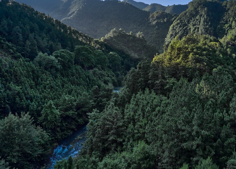 连南县三江镇金坑村，郁郁葱葱的林海
