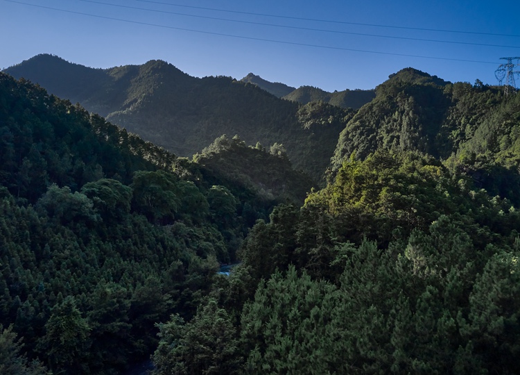 连南县三江镇金坑村，郁郁葱葱的林海