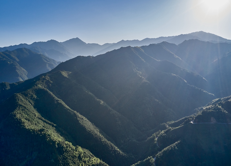 连南县三江镇金坑村，郁郁葱葱的林海