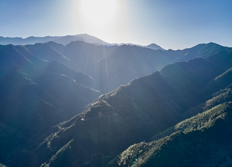 连南县三江镇金坑村，郁郁葱葱的林海