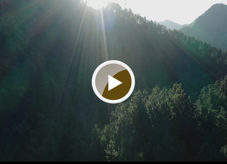 连南县三江镇金坑村，郁郁葱葱的林海