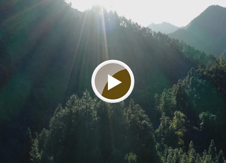 连南县三江镇金坑村，郁郁葱葱的林海