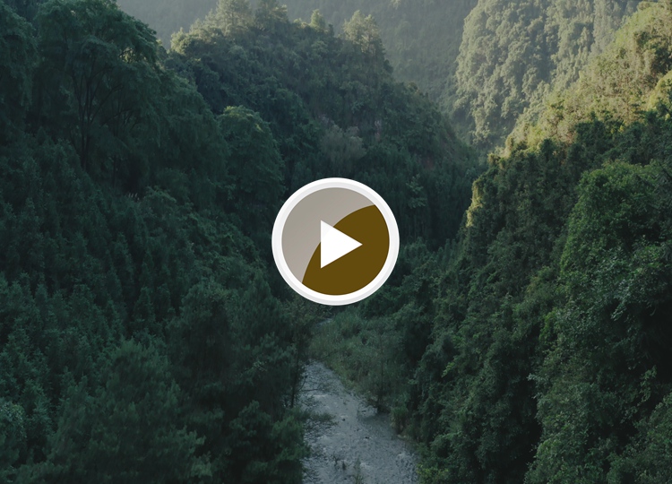 连南县三江镇金坑村，郁郁葱葱的林海