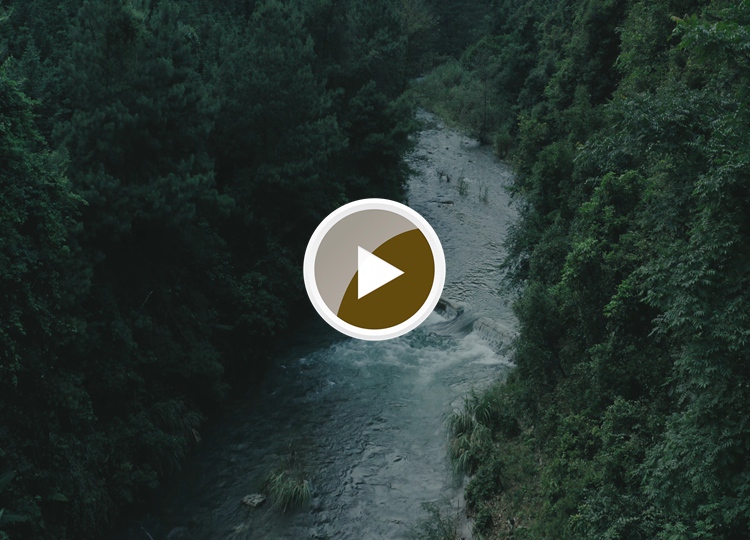 连南县三江镇金坑村，郁郁葱葱的林海