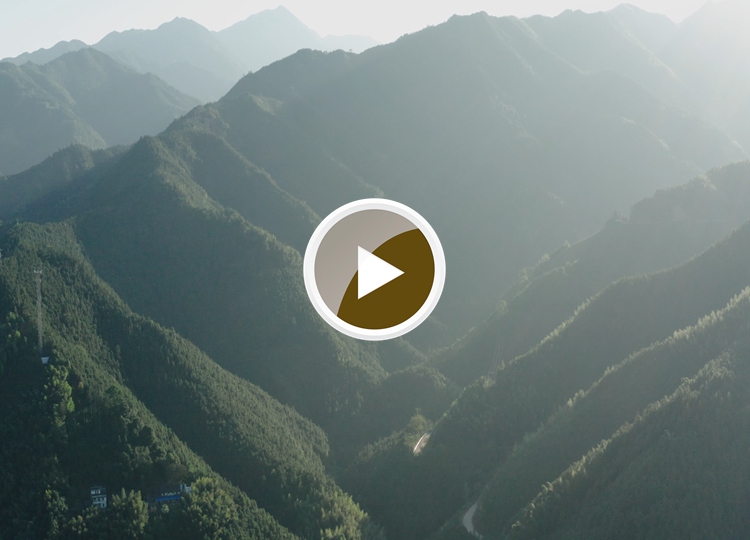 连南县三江镇金坑村，郁郁葱葱的林海