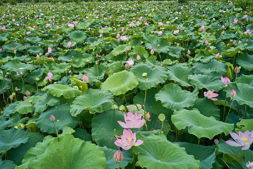 连南县三江镇联红村，盛开的荷花景色。