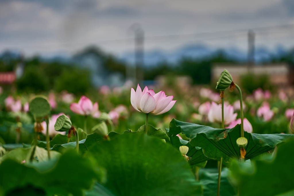 连南县三江镇联红村，盛开的荷花景色。