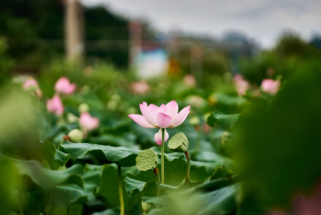 连南县三江镇联红村，盛开的荷花景色。