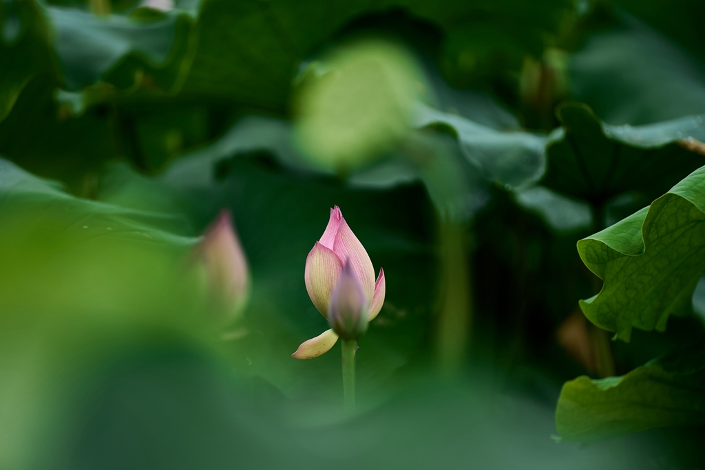 连南县三江镇联红村，盛开的荷花景色。