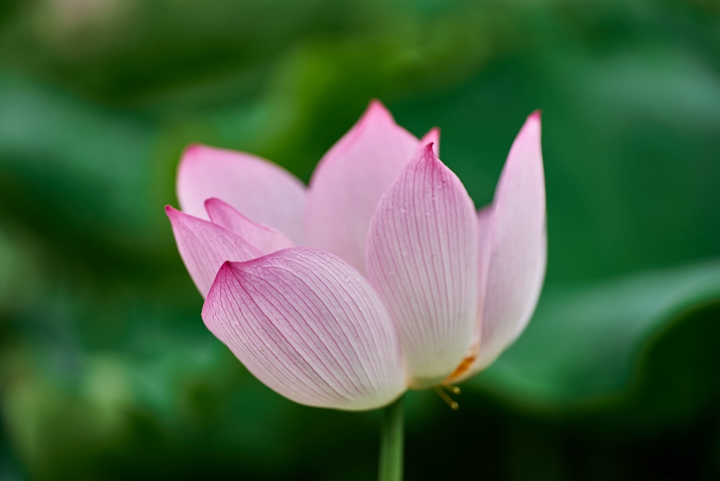 连南县三江镇联红村，盛开的荷花景色。
