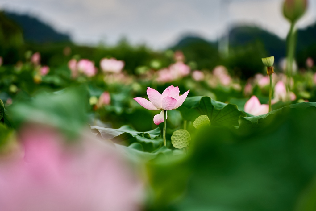 连南县三江镇联红村，盛开的荷花景色。