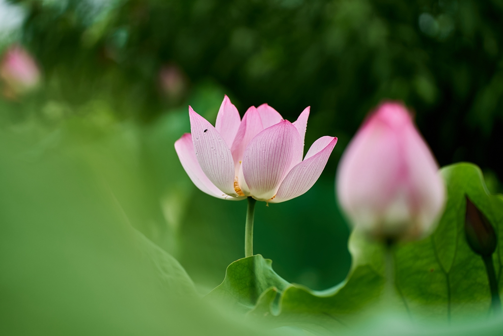 连南县三江镇联红村，盛开的荷花景色。