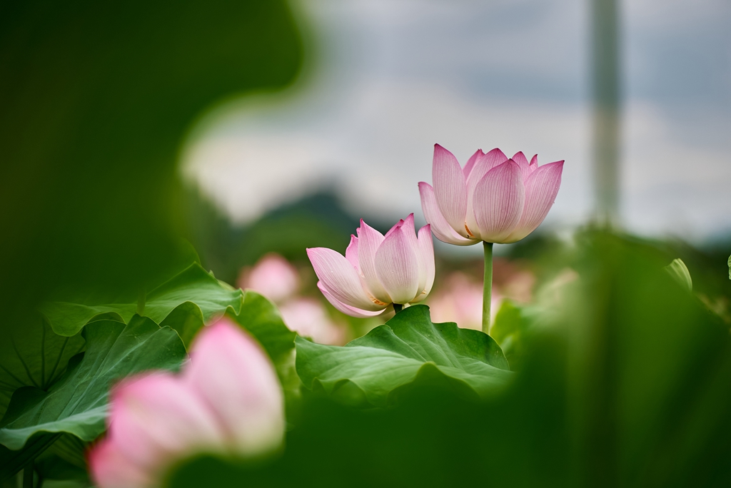 连南县三江镇联红村，盛开的荷花景色。