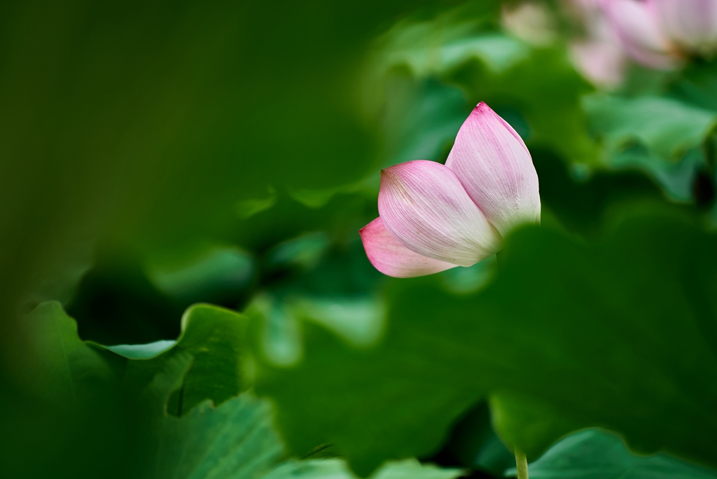 连南县三江镇联红村，盛开的荷花景色。