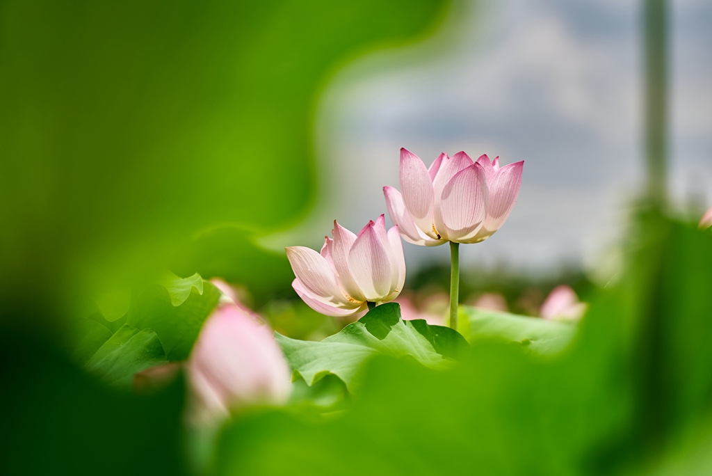 连南县三江镇联红村，盛开的荷花景色。