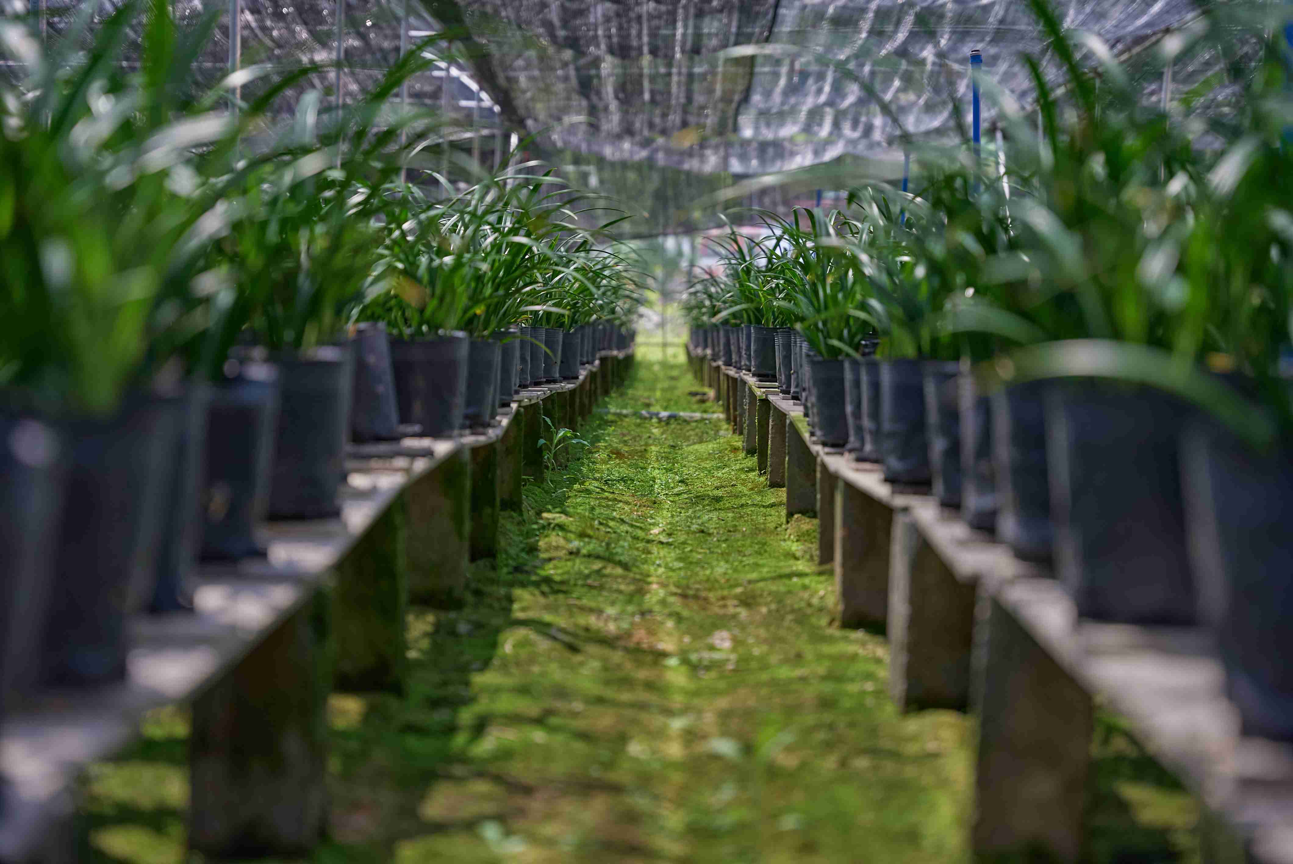 连南县寨岗镇安田村兰花基地