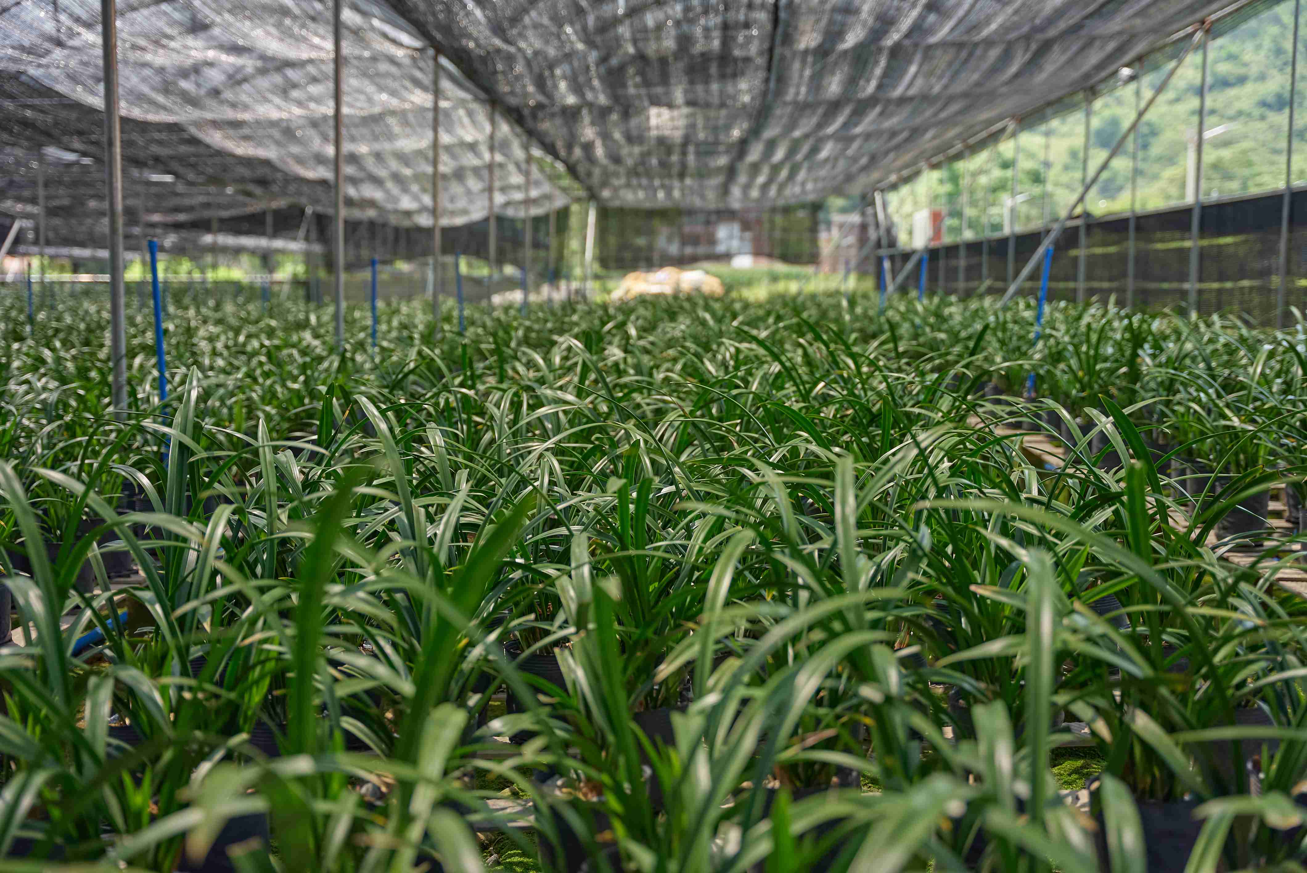 最美连南：寨岗镇安田村兰花基地
