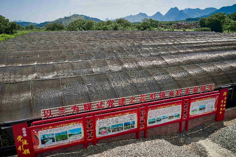 连南县寨岗镇安田村兰花基地