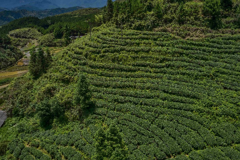 大坪镇大古坳村大叶茶基地 梯田