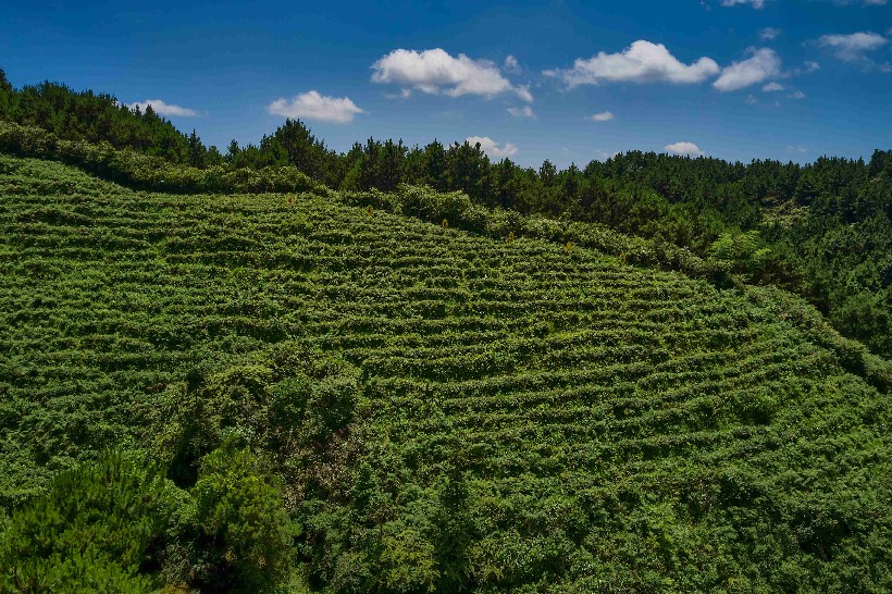 大坪镇大古坳村大叶茶基地 自然风光