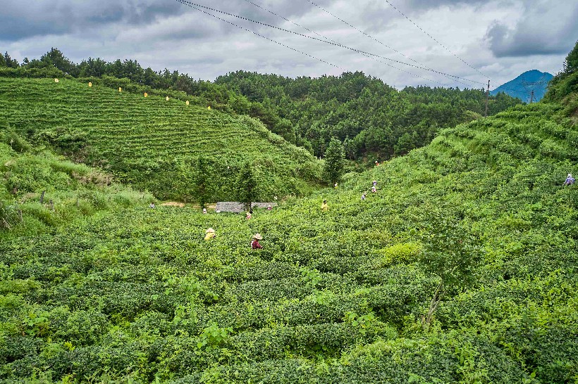 大坪镇大古坳村大叶茶基地 局部
