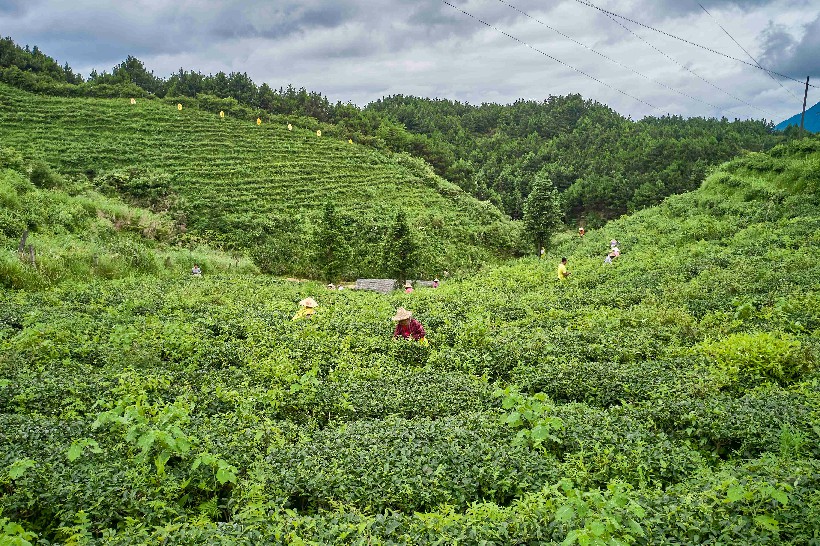 大坪镇大古坳村大叶茶基地 风景