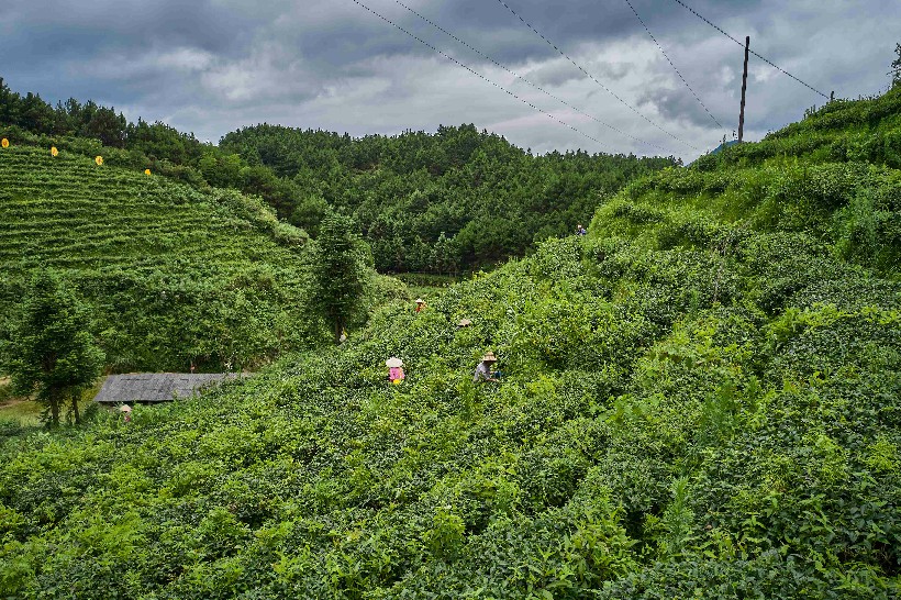 大坪镇大古坳村大叶茶基地 采茶