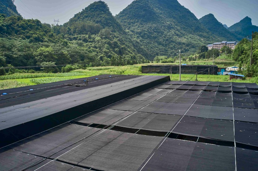 走近涡水镇大竹湾村菌菇基地