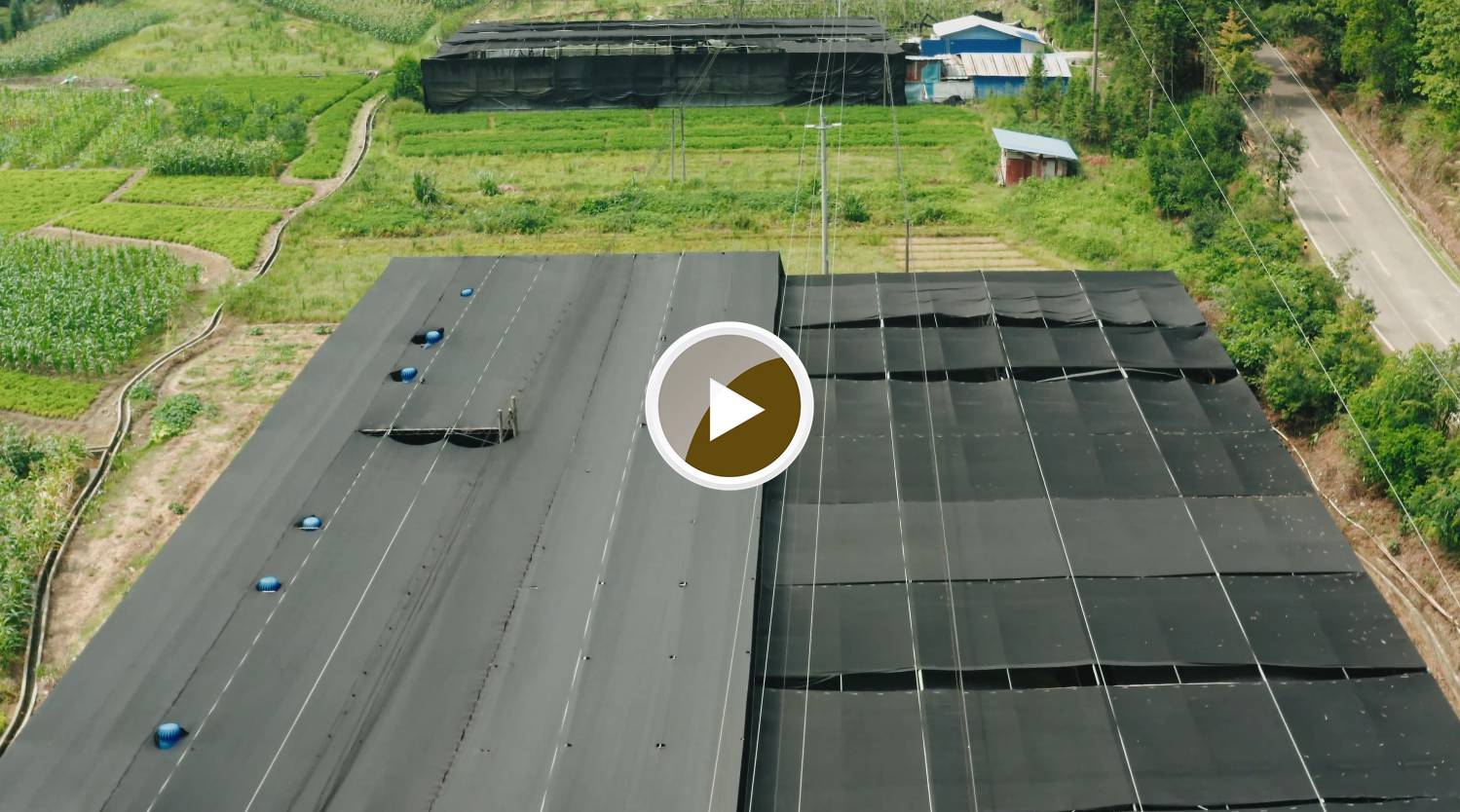 涡水镇大竹湾村菌菇基地