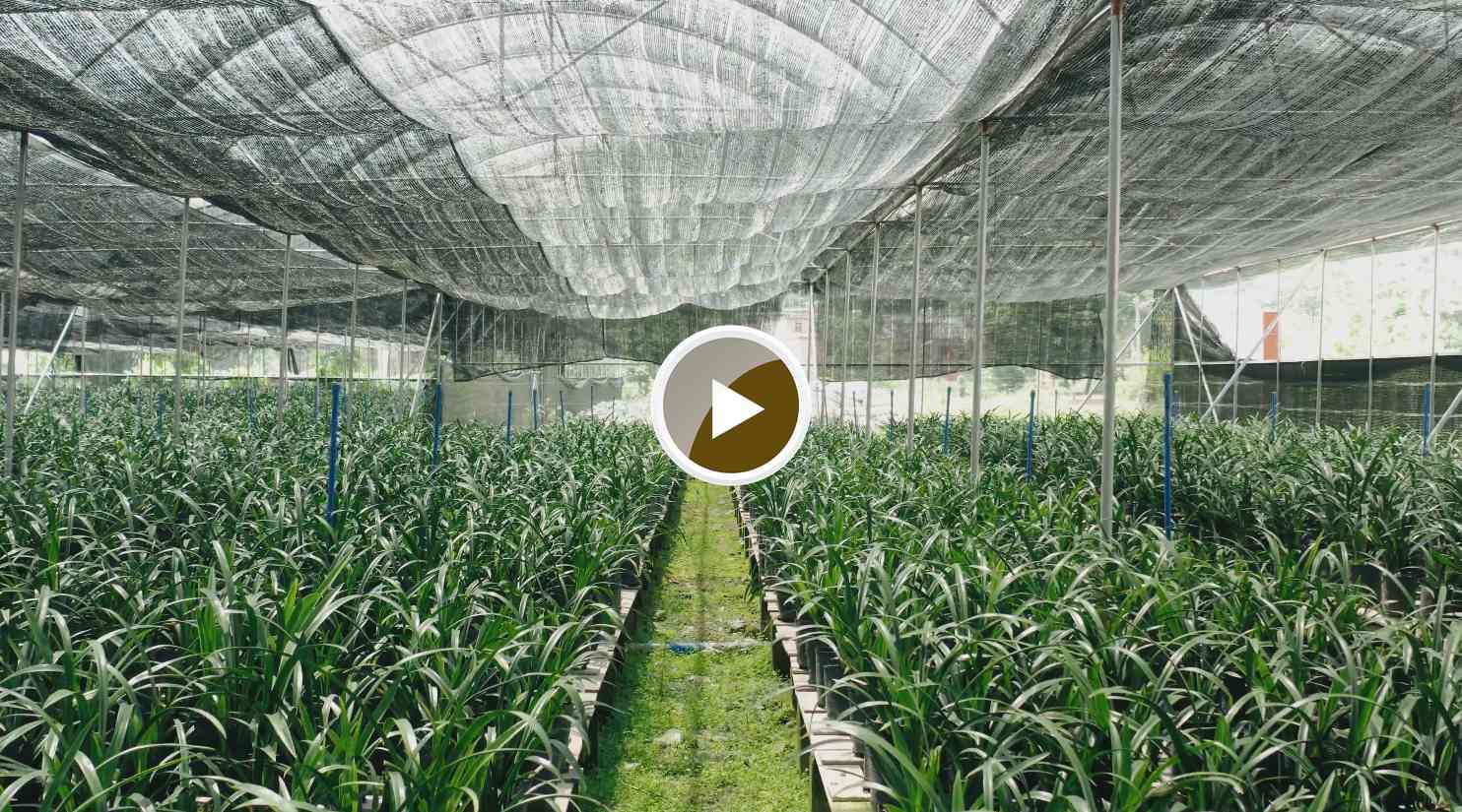 连南县寨岗镇 兰花基地