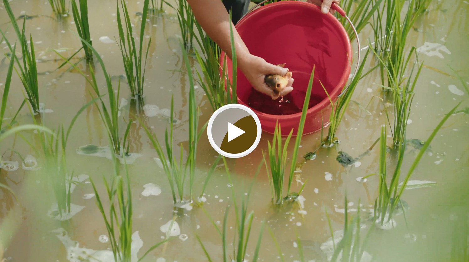 大坪镇大古坳村，稻田鱼