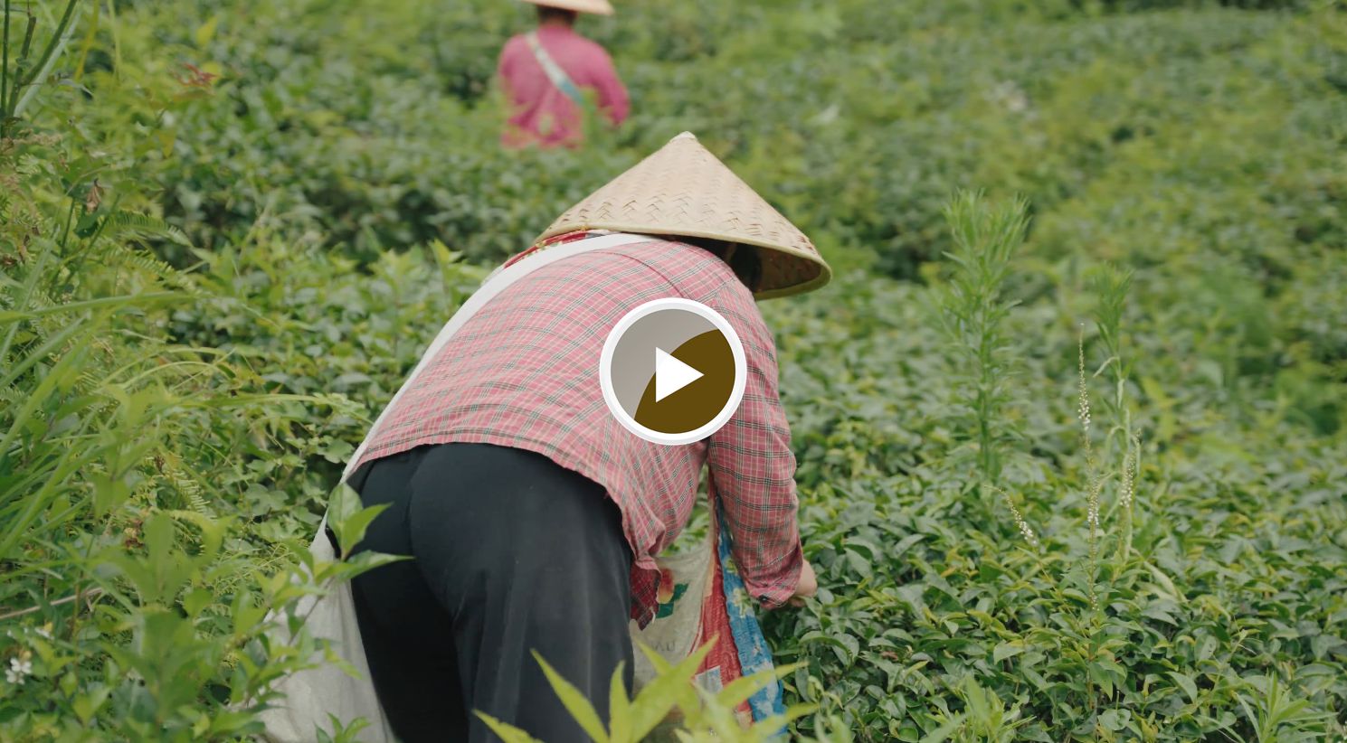 最美连南：大坪镇大古坳村大叶茶基地